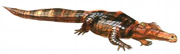 Pristichampsus