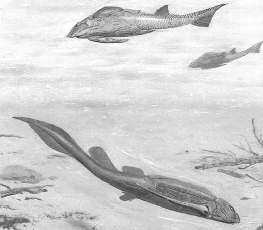 Panzerfische